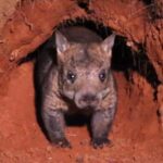 Ground-penetrating radar used to map critically endangered northern hairy-nosed wombat burrows