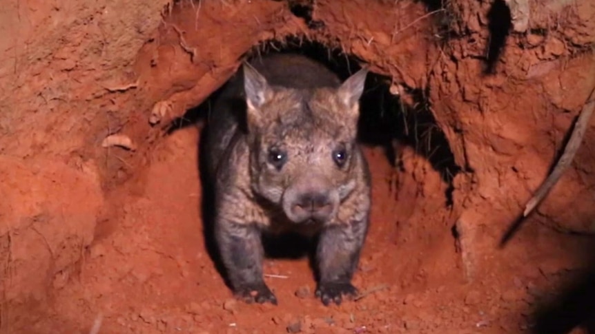 Ground-penetrating radar used to map critically endangered northern hairy-nosed wombat burrows